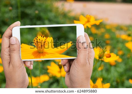 man holding smartphone taken floral yellow blooming photo