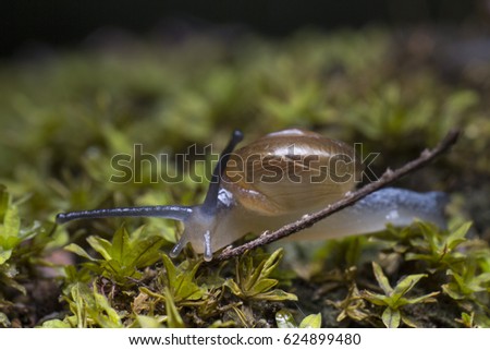 Beautiful Blue Snail