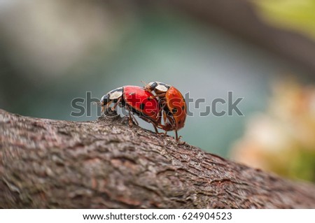 Clossup selective focus funny picture love making ladybugs couple.