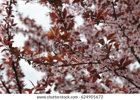 branches with spring white flowers ,floral, nature, green ,life, blooming, petals, dream ,branches, small,leaves ,drops ,trees, pure ,dreamy ,