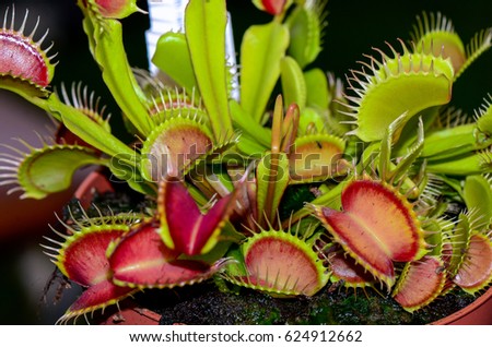 About a dozen venus fly traps open and awaiting insects for lunch