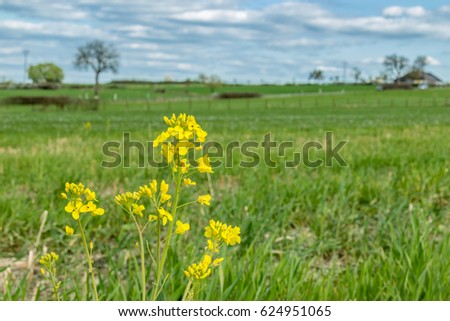 Field flowers on the foreground and meadows, a big tree and clouds on the sky on the background