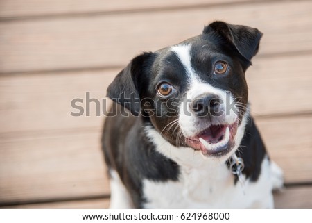 Black and White Dog Smiling Royalty-Free Stock Photo #624968000