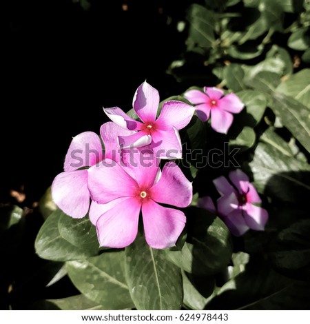 Pink flower in the shadow
