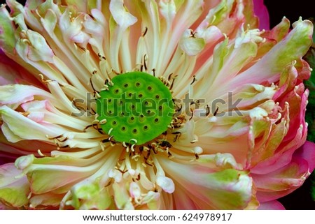 Pink lotus, Close up lotus flower on black background or lotus isolated use for Buddhist day background
