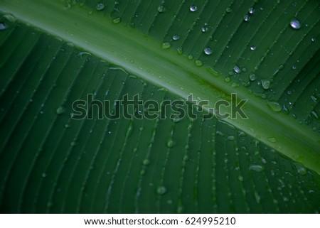 Light green banana leaf with rain drops background