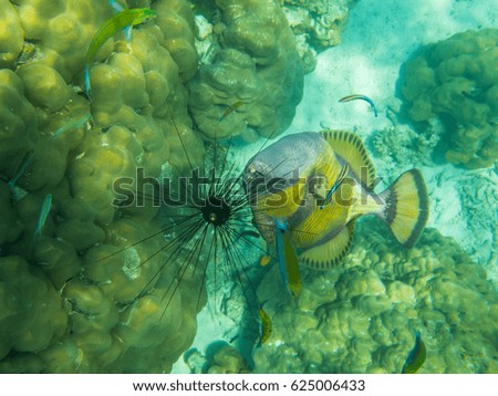 Tropical Fish and Coral Reef in the Sea.