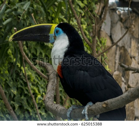Toucan sitting on a branch