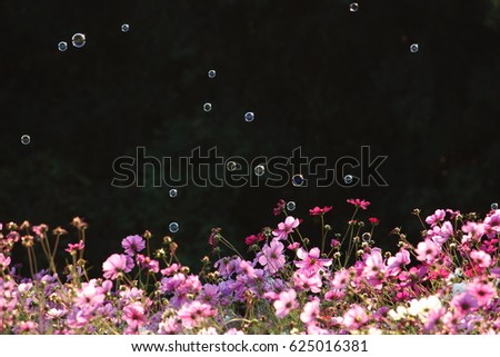 Cosmos and soap bubble, Number 2. Cosmos flower
