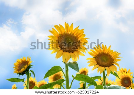 Sunflower, summer flower garden in Japan.