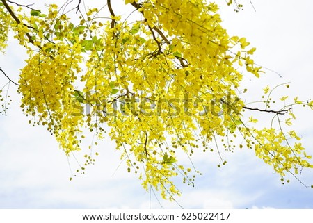 Cassia fistula. Thai golden flowers. Yellow bouquet. Thailand national flowers. Blooming flowers in summer of Thailand. Koon flowers.