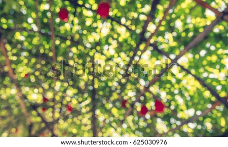 image of blurred green bokeh  in garden on day time for background usage .(vintage tone)