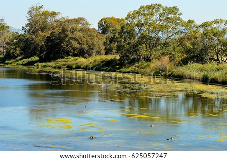 Multicolored Ducks on Water Lagoon Forest