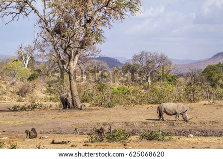 southern white rhinoceros in Kruger national park, South Africa ; Specie Ceratotherium simum simum family of Rhinocerotidae