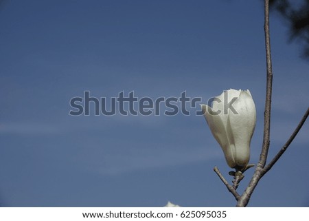 magnolia flower and twigs against blue sky
