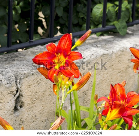 Brilliant red day lilies blooming against a concrete wall in summer add color to the urban street scape with their graceful  flowers and buds.
