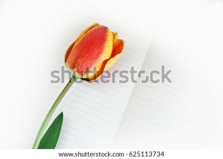 Red tulip and notebook on white table. Empty space for lettering, text, letters, inscription.