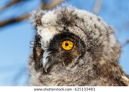 Asio otus. Head eared owl boy.
