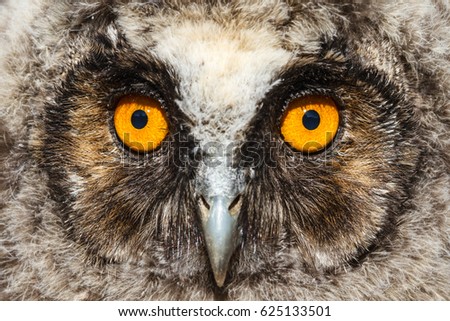 Asio otus. Face eared owl boy.