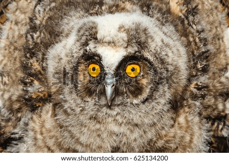 Asio otus. Head eared owl boy.