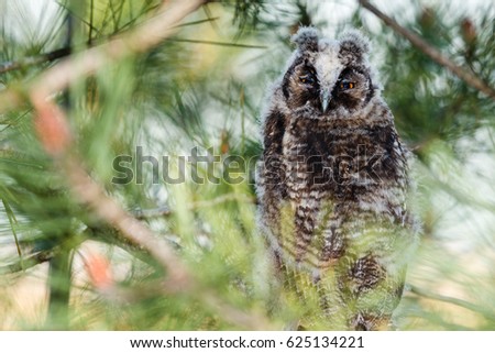 Asio otus. Young eared owl hidden among the branches of a pine.