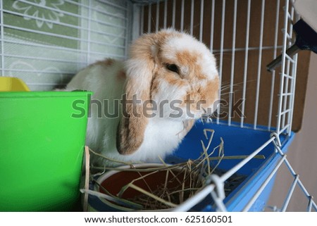 Holland lop rabbit eating hay in the cage