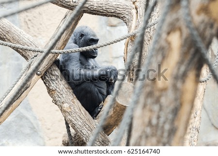 Gorilla sitting on a tree thoughtfully in daylight
