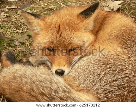 Red fox resting