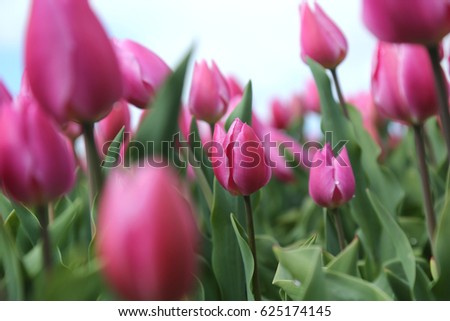 Field with pink tulips.