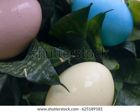 Colored eggs lay in green plants