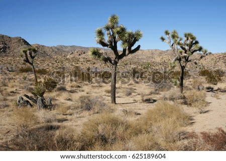 Panorama landscape of Joshua Tree National Park, Mojave Desert, California