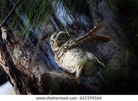spotted owlet standing in front of his hollow and lift his wing up like superman scarf