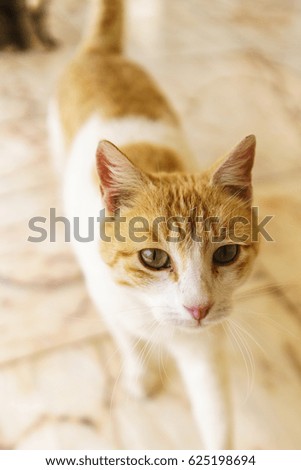 Orange and white female cat portrait