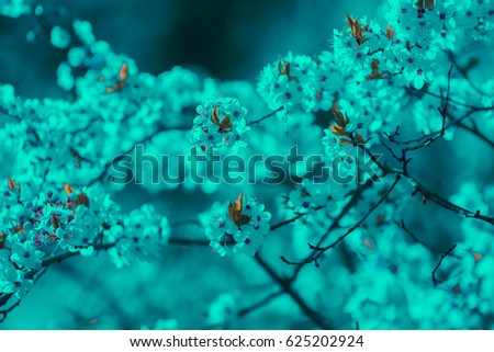 Blue green toned vintage blossom cherry branch. Spring natural background