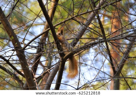 red squirrel sitting on tree
