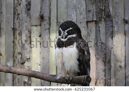 Spectacled Owl perching solitary