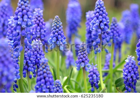 Tender blue muscari flowers, Keukenhof, Holland Royalty-Free Stock Photo #625235180