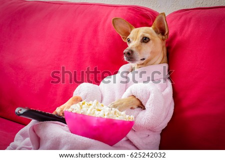 chihuahua dog watching tv or a movie sitting on a red sofa or couch  with remote control changing the channels with popcorn Royalty-Free Stock Photo #625242032