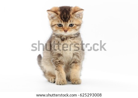 Little cute kitten striped on a white background.