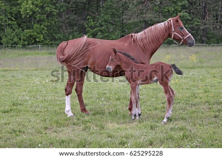 Brown horse with a foal stand at the wood on a green grass.