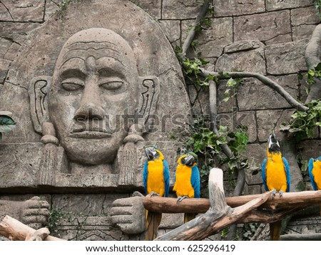 Four parrots on a branch against a rock background