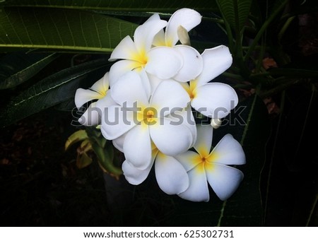 White and yellow plumeria flower in the garden.