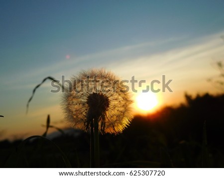Silhouette of a  dandelion against the sunset.