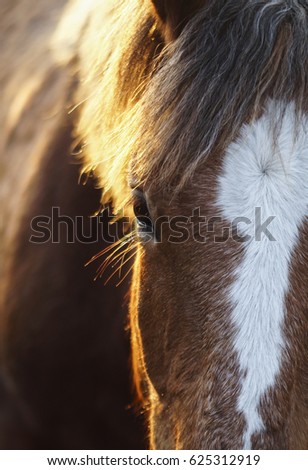 portrait of red horse with a big white blaze on his head