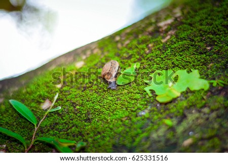 snail on moss green during the rainy season refreshing