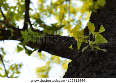 Ginkgo leaves germinate from the stem and are changing color.