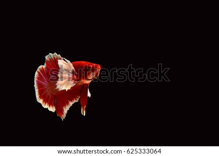 Thai betta fighting fish red and white by back background 