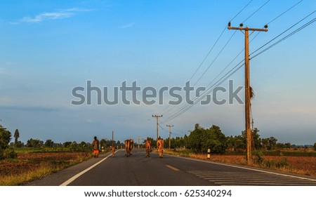 Cows on asphalt road in the morning,at countryside of thailand