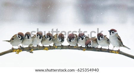 panoramic picture with many little funny birds sitting in the Park on a branch in snow
