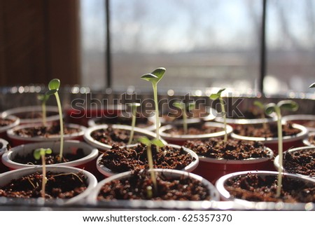 Seed Starting In Spring. Fresh Start. Royalty-Free Stock Photo #625357370